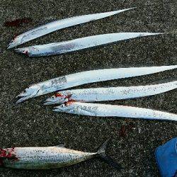 南甲子園浜。今日もタチナブラ。引き続き好調です。